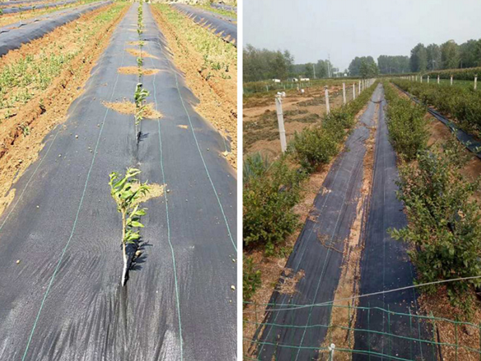 果園防草布怎么鋪設(shè)